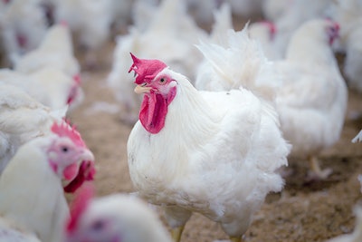 Poultry farm with broiler breeder chicken. Husbandry, housing business for the purpose of farming meat, White chicken Farm feed in indoor housing. Live chicken for meat, egg production inside storage