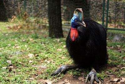 Cassowary is one of the few ancient birds that still exist on earth