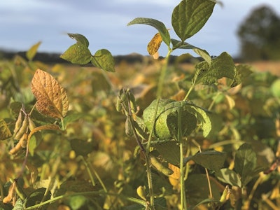 New formulation methodologies suggest incorporating ingredients’ environmental impacts into least-cost formulations, and soybeans often carry high land use emissions. Vincent Guyonnet