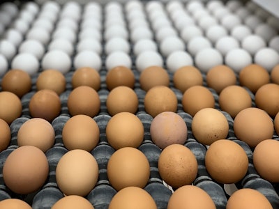 Brown vs. White Eggs - Backyard Poultry