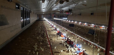 Tyson is investigating placing lights on feeders rather than the ceiling. This creates a gradient of light in the house where birds can choose to feed and drink in the light where they are comfortable. (Courtesy Tyson Foods Inc.)