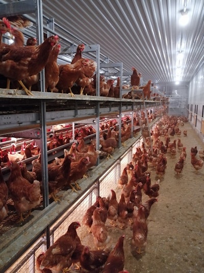 Cage Free Laying Hens