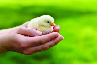 A failure to properly care for chicks will impact flock performance and profitability. (Nikolaeva Elena | iStock.com)