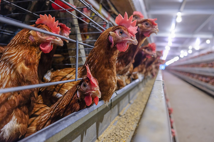 Another Mexican layer farm hit by HPAI | WATTPoultry.com