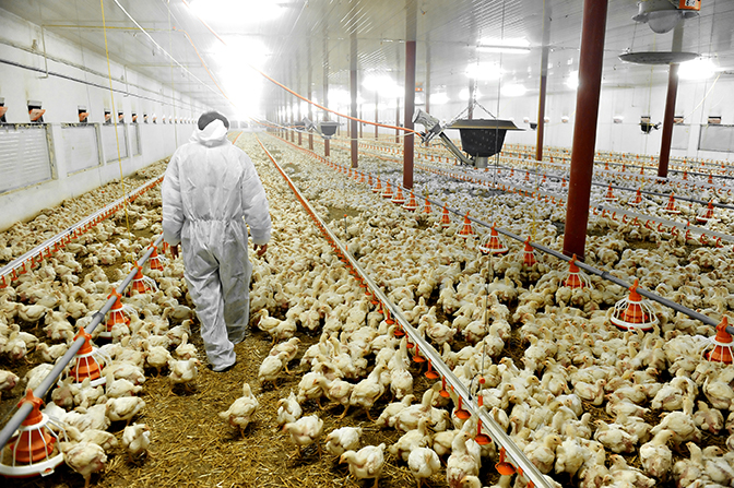 Preventing antibiotic resistance in poultry using peptides ...