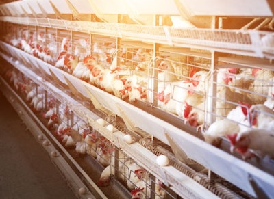 Producing eggs in cages is increasingly being rejected. However, in some countries, their use continues to rise. (Henadzi Pechan | iStock.com)