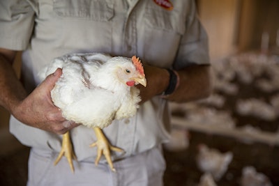 Tyson Chickens at a farm in Prairie Grove...Photo by Beth Hall