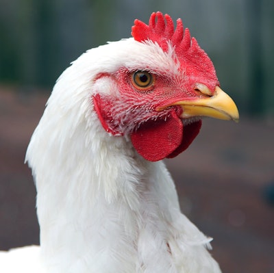 head of young white rooster close-up