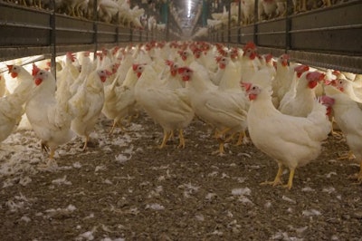 U.S. egg producers added an estimated 14.2 million cage-free hens in the 12 months since December 1, 2020. (Austin Alonzo)