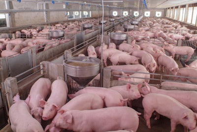 Curious pigs in Pig Breeding farm in swine business in tidy and clean indoor housing farm, with pig mother feeding piglet