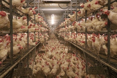 White Cage Free Hens In Aviary