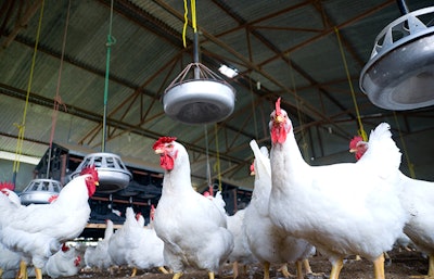 Chicken in a poultry farm