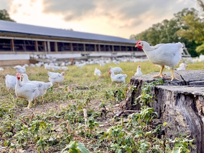 The Better Chicken Commitment requires its signatories to only source chicken certified by the Global Animal Partnership and includes progressive deadlines for additional enhanced welfare measures. (Courtesy Cooks Venture)
