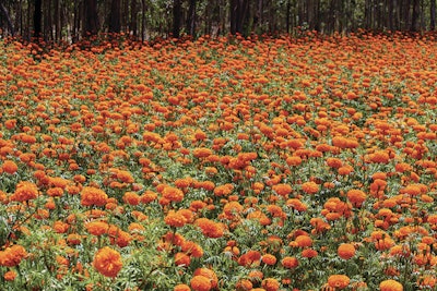 Field-of-marigolds