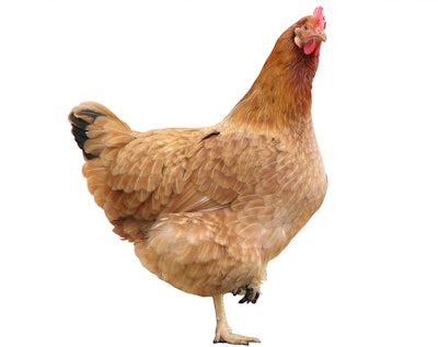red hen on white background (pathed isolated)