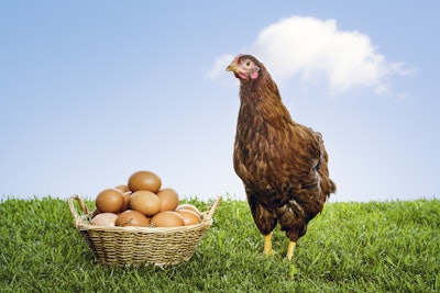 Brown hen with basket full of eggs