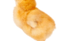 Cute little chicken isolated on white background