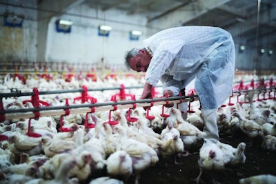 Broiler houses need to be checked on a daily basis for signs of disease and mortality, and birds must become accustomed to the presence of humans so that they are not easily startled. ArtistGNDphotography | iStock.com
