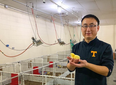 In his lab, Yang Zhao, assistant professor in the UTIA Department of Animal Science, researches welfare of broilers in production. (UTIA)