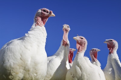 In 2021, Jennie-O Turkey Store eclipsed Butterball after it significantly cut its production between 2019 and 2021. Butterball and Jennie-O spent the past two decades trading places at the top of the turkey rankings. (Joan Wozniak | iStockPhoto.com)