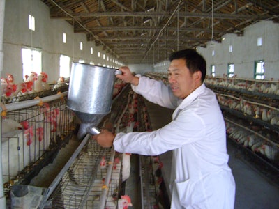 Family farms are responsible for the majority of the world's egg production. (Vincent Guyonnet)
