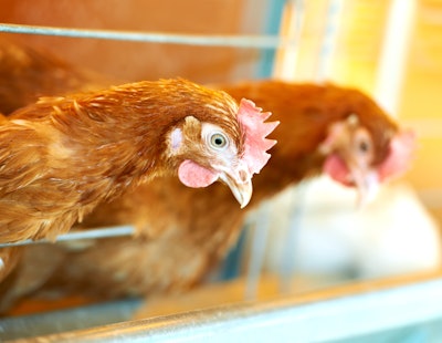 two brown chicken hen at poultry house