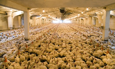 A considerable quantity of the adult hens (broilers) which are in hen house in territory of an integrated poultry farm