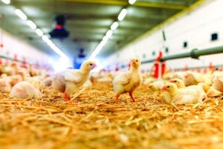 Broiler-chicks-litter