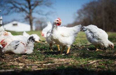 Cooks Venture Chickens