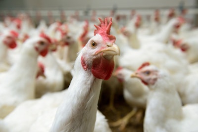 Modern chicken farm production of white meat