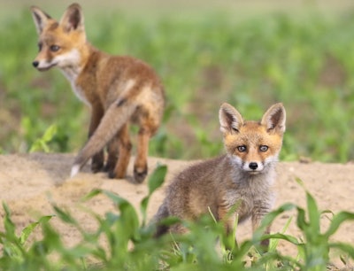 Two European red foxes pups in the spring corn field