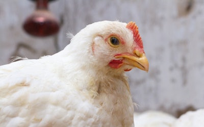 Indoor chicken farm, chicken feeding, broiler chicken feeding