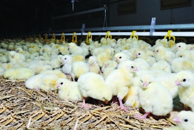 chicks-in-dark