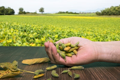 soybeans pods on a wooden table with the background view of soybean crops on a sunny day