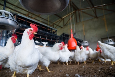 White broiler chicken in a Poultry Farm