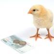 Cute baby chick looking at a euro note