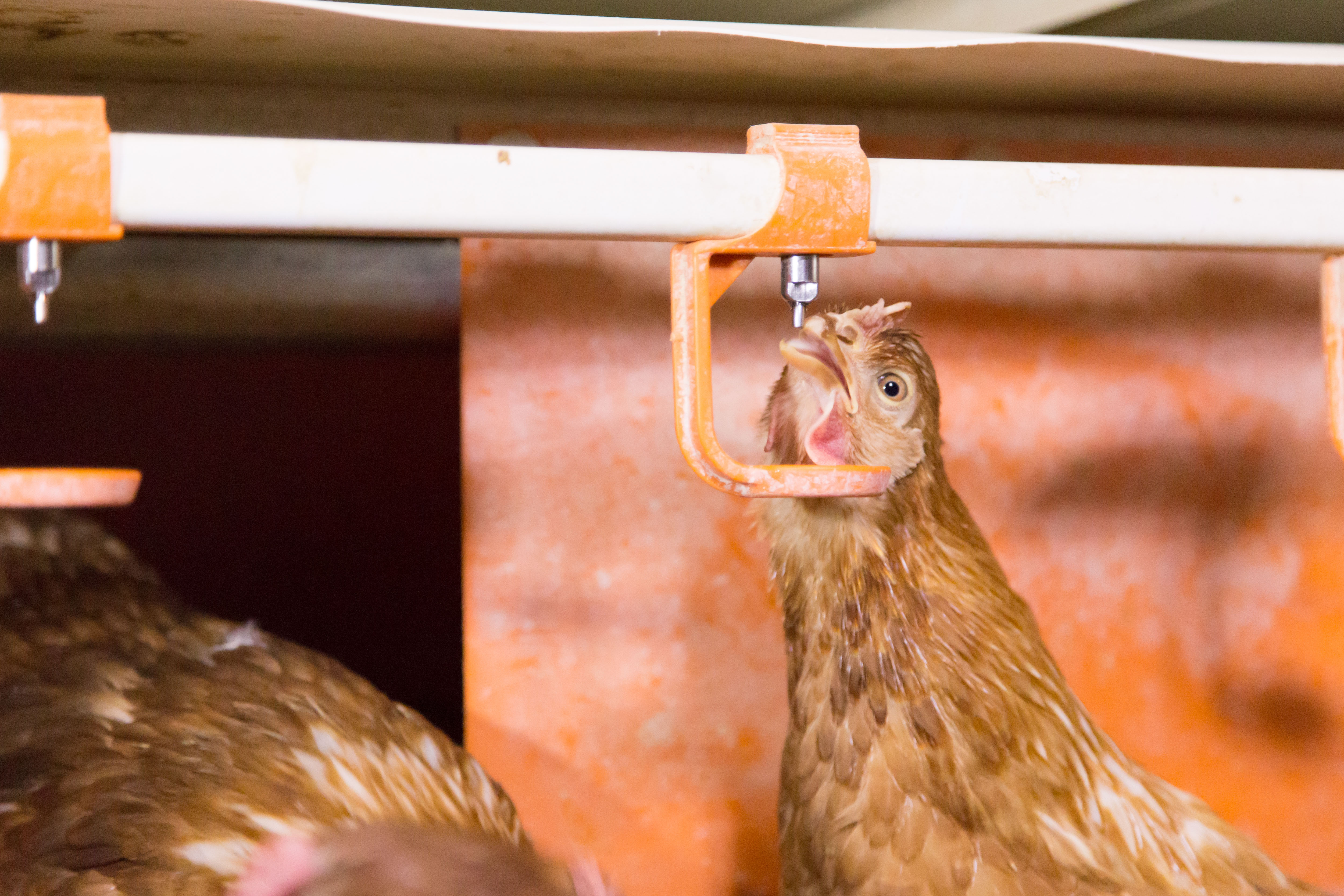 Courtesy Big Dutchman