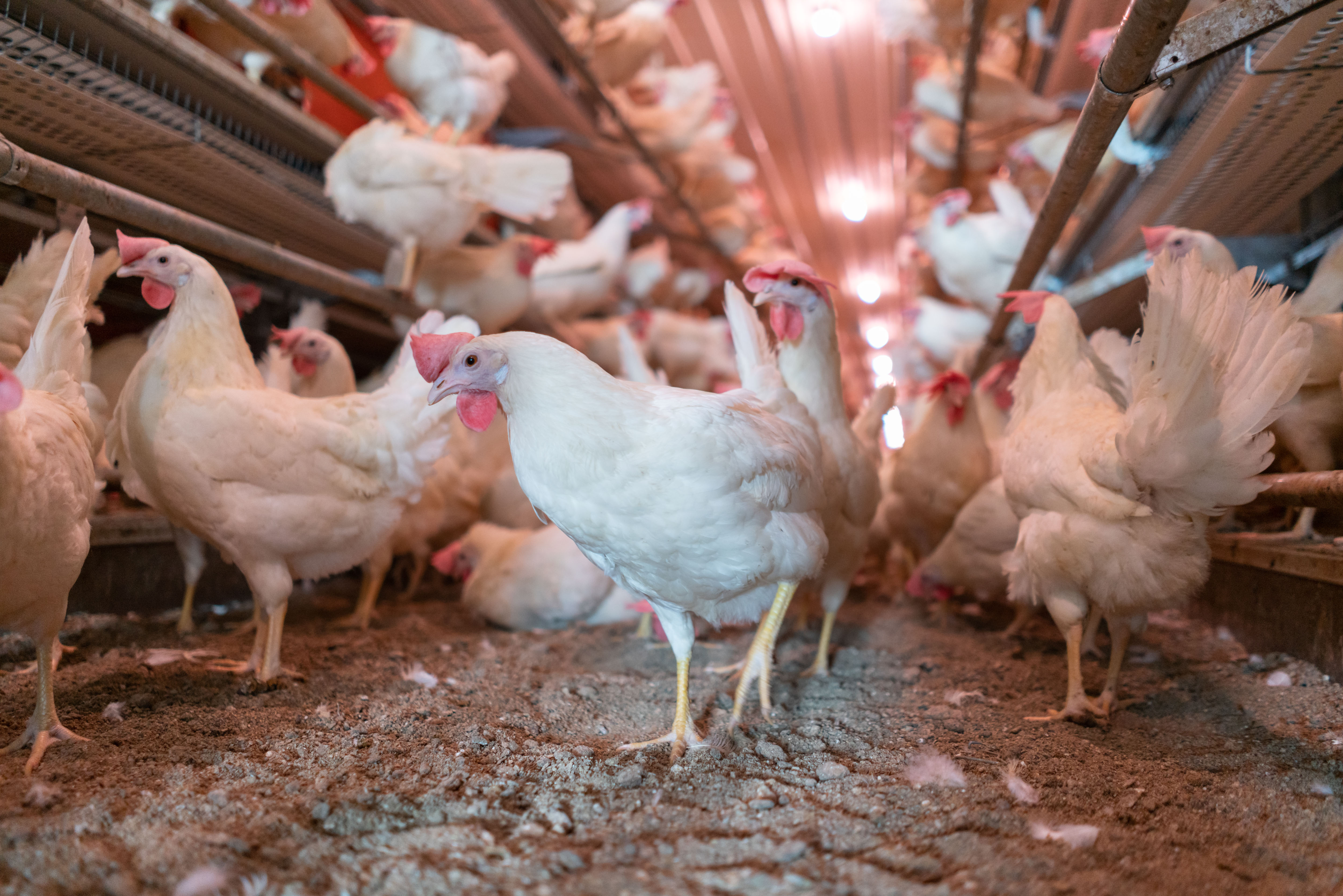 Courtesy Big Dutchman