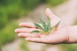 Man Holding Legal Green Marijuana Cannabis Sprout In His Hand Palm. Cannabis Beautiful Marijuana Cannabis Plant.