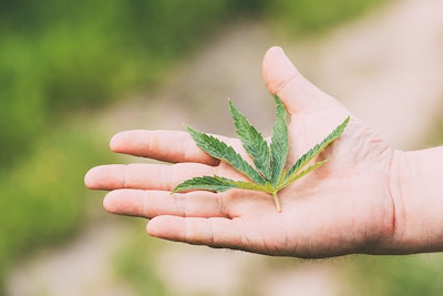 Man Holding Legal Green Marijuana Cannabis Sprout In His Hand Palm. Cannabis Beautiful Marijuana Cannabis Plant.