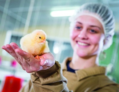 Getting broiler chicks off to a good start once they arrive at the house will be beneficial throughout grow-out. Trouw Nutrition.