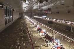 Birds prefer a bright light over their feed and then a gradient of light as opposed to a consistent wall-to-wall light brightness. (Courtesy Tyson Foods Inc.)