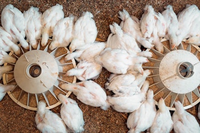 White broiler Chicken at the poultry farm