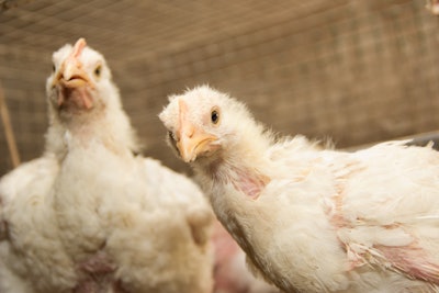 Young broiler chickens at the poultry farm