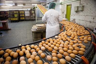 eggs production line