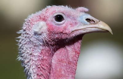 Portrait of domestic turkey on poultry farm