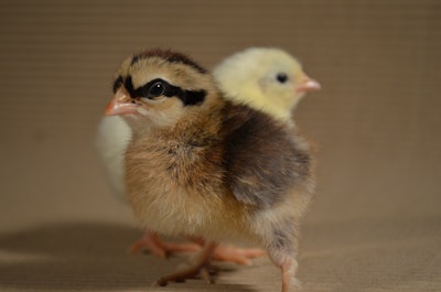 Young chickens spend lots of time playing in different ways – just like puppies and kittens – according to research from Linköping University. (Per Jensen)