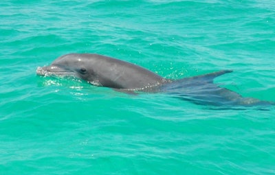 The detection of highly pathogenic avian influenza virus in a bottlenose dolphin recovered by University of Florida marine animal rescuers marks the first time the virus has been identified in a cetacean in America. (Florida Fish and Wildlife Conservation Commission)