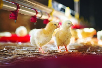 Chicken at farm. Shallow DOF. Developed from RAW; retouched with special care and attention; Small amount of grain added for best final impression. 16 bit Adobe RGB color profile.