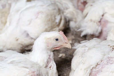 white broiler chicken chicks are raised to generate financial income from the sale of quality poultry meat chicken, a genetically improved broiler breed of chicken allows you to get a large amount of meat
